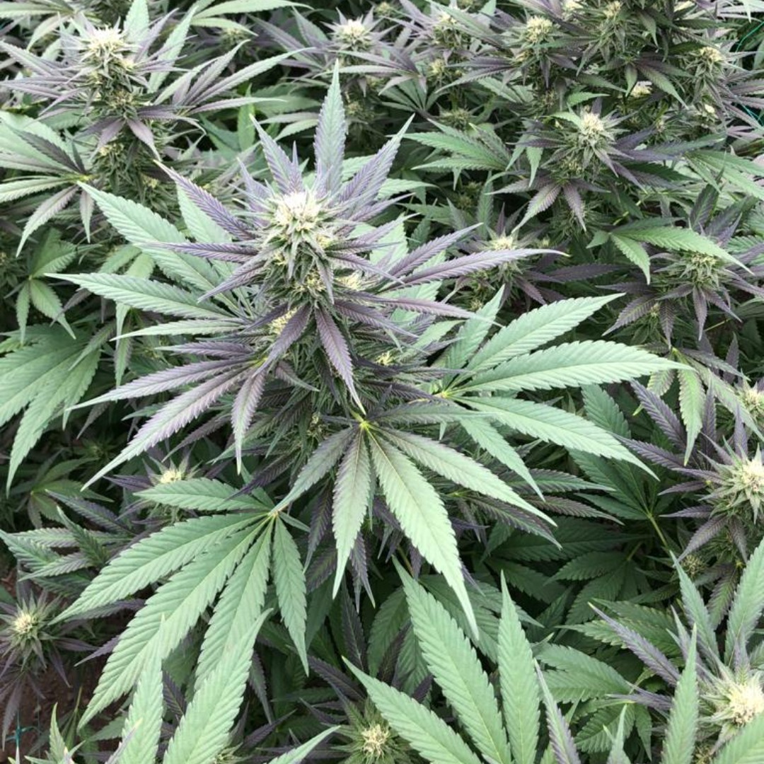 PREMIUM MAR AZUL CBD FEMINIZADA SATIVA 3 Mar Azul 3.1