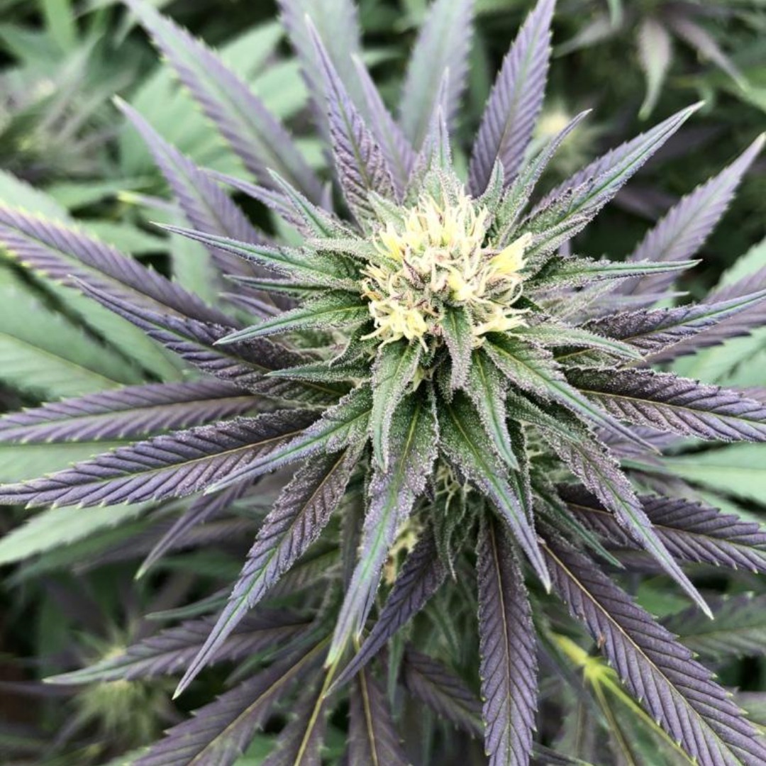 PREMIUM MAR AZUL CBD FEMINIZADA SATIVA 1 Variedad Mar Azul