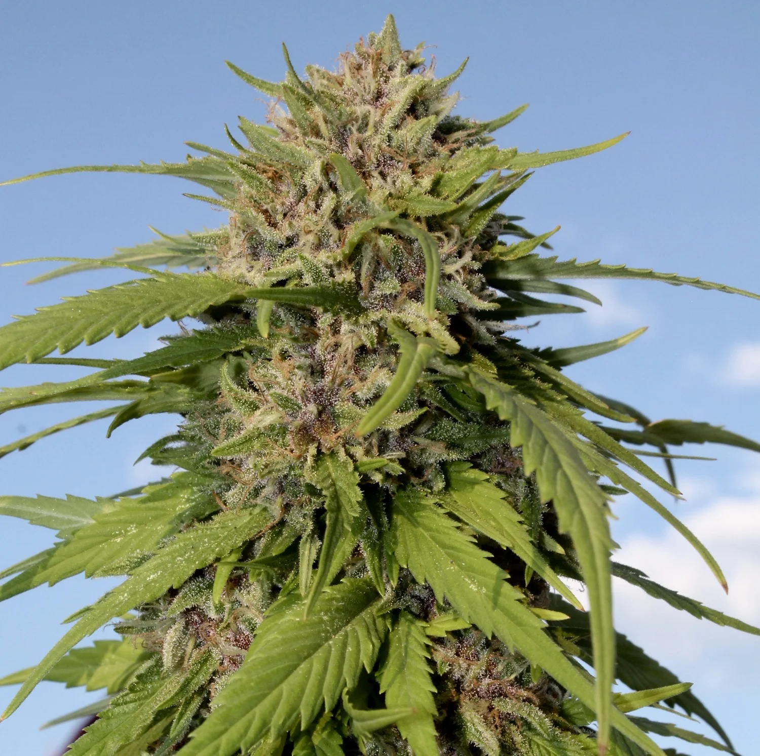 PURPLE STRONGBERRY 1 Variedad StrongBerry