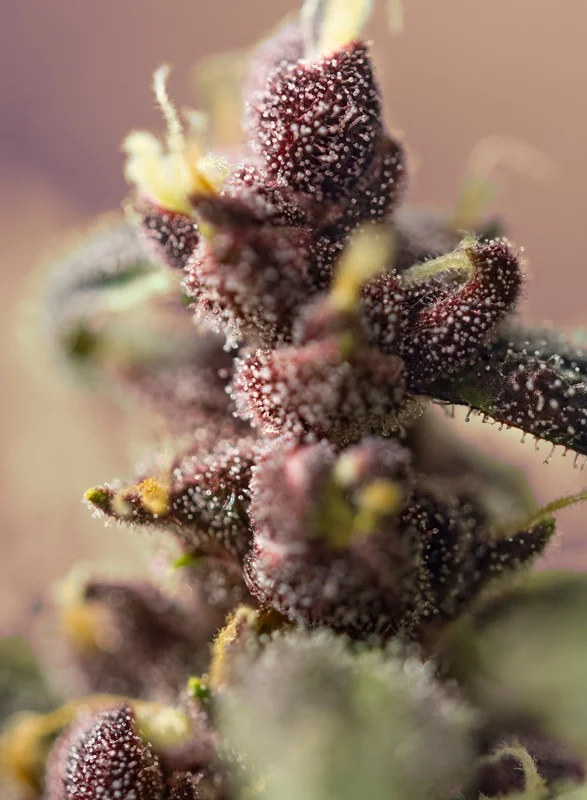 Auto Bloody Skunk ® 4 bloody skunk auto 3