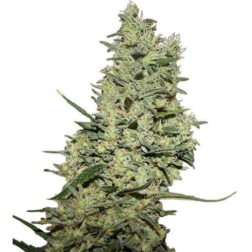 Critical ++ Feminizada Indica 1 femi 4