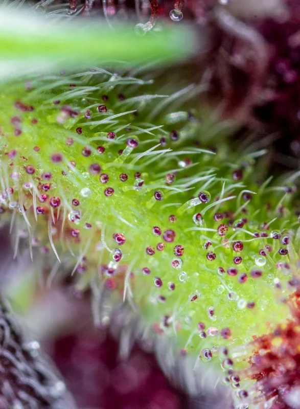 Auto Red Pure CBD® 4 red pure auto cbd 2