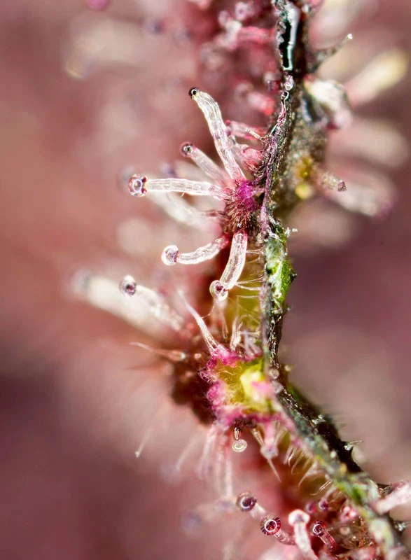 Tropicanna Poison F1 Fast Version® 4 tropicanna poison f1 fast version 2