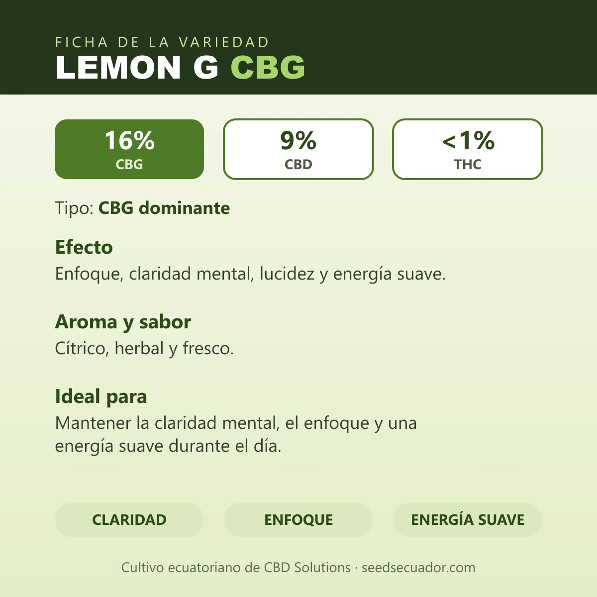 Flor CBG Lemon G | CBG Dominante 16% + CBD 9% 3 Ficha de la flor CBG Lemon G: efecto enfoque y claridad mental, aroma cítrico, herbal y fresco